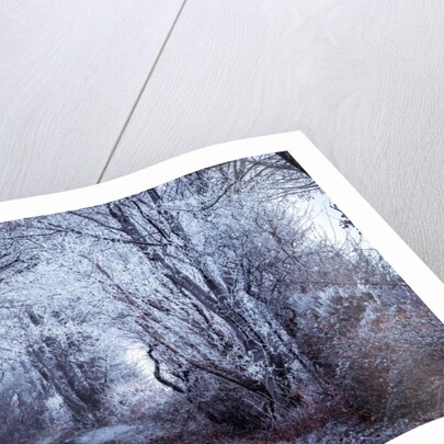 Frosted road through forest by Assaf Frank